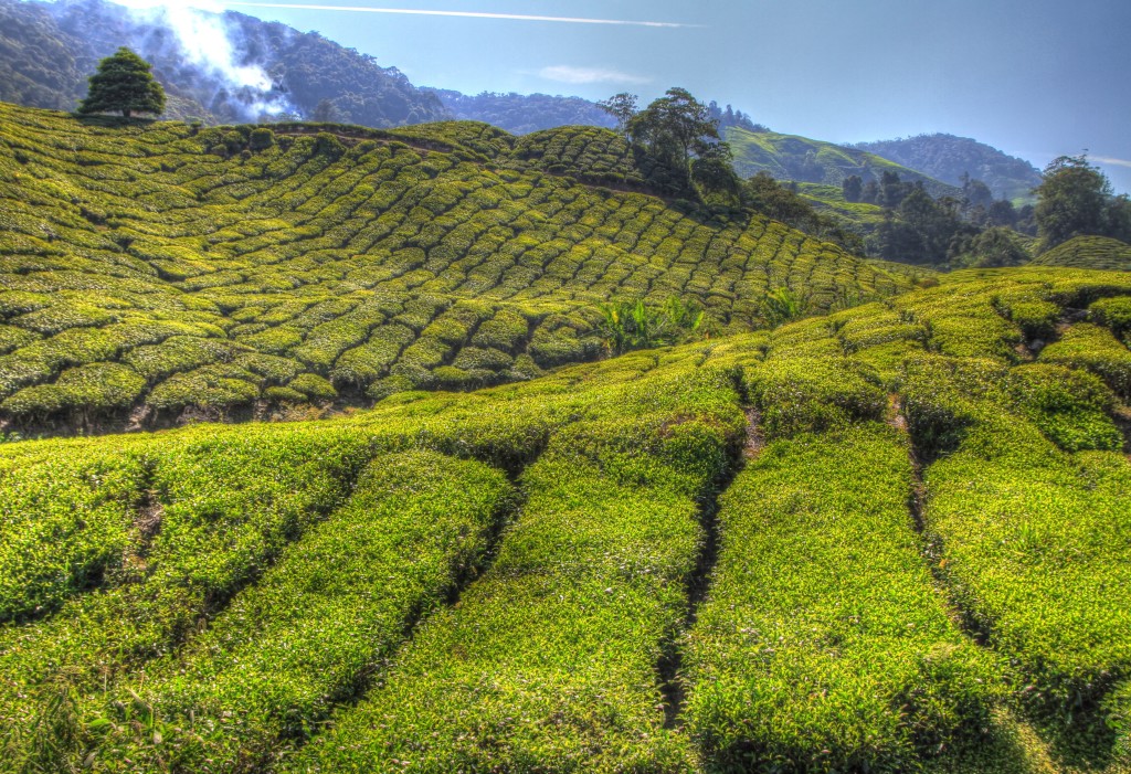 Plantações de chá em Cameron Highlands