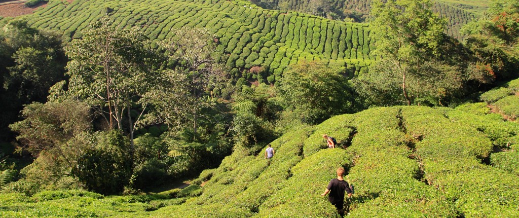 pessoas perdidas em uma plantação de chá