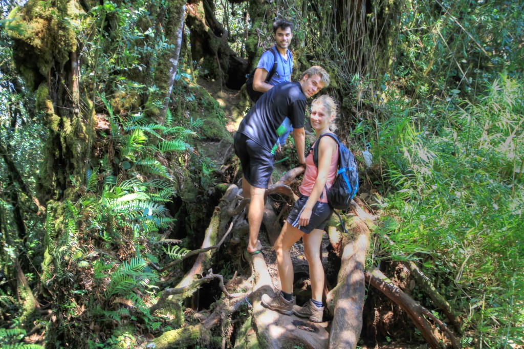 Caminhando pela Mossy Forest em Cameron Highlands