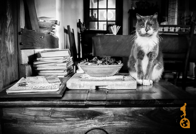 Foto Preto e Branco do gato francês dentro da casa na Normandia, França