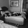 As crianças africanas na cama do hotel em Nova Iorque